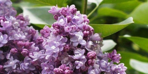 Lila katherine havemeyer (katherine havemeyer): fotografija i opis